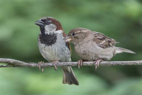 Why You Don’t Want House Sparrows in Your Backyard