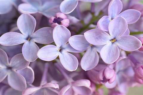 How To Grow and Care for Lilac Bushes
