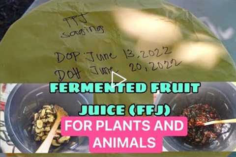 HOW TO MAKE FERMENTED FRUIT JUICE (FFJ) FOR PLANTS AND ANIMALS  #organic #fruit