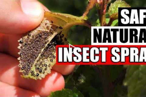DIY Natural Aphid And Insect Spray
