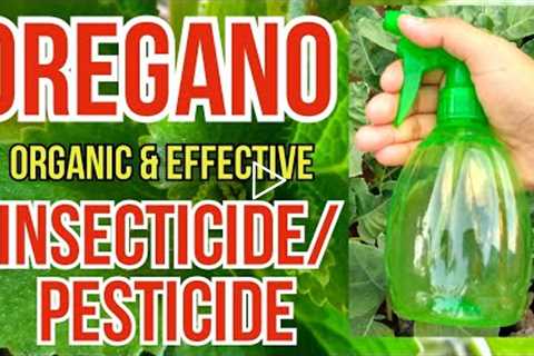 Easiest To Make Organic Insecticide | How To Make Oregano Spray | #EffectiveInsecticide/Pesticide