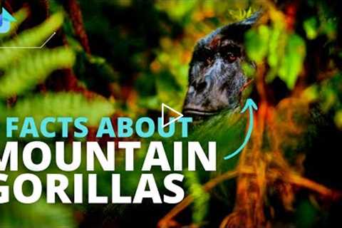 9 Must-Know Facts About The Endangered Mountain Gorillas