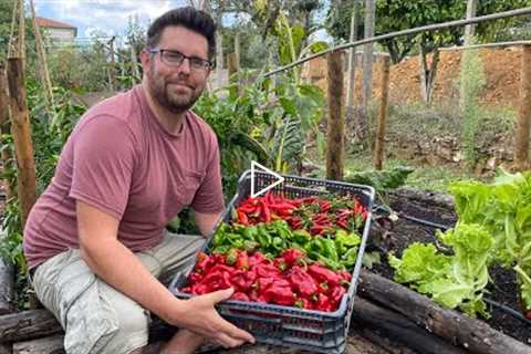 Harvesting Chillies and Making Spicy Sauces - Sriracha, Sweet Chilli, Chilli Flakes and Cowboy Candy