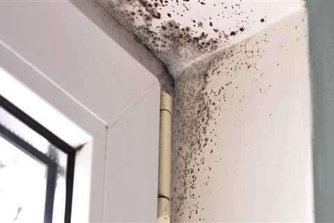 Who removes mold from homes?