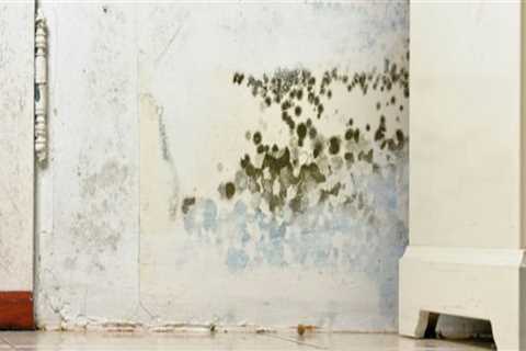 Can a house with black mold be fixed?