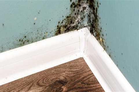Why house has mold?
