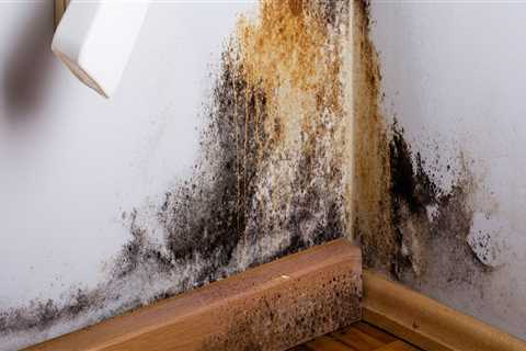 Does mold come back after removal?