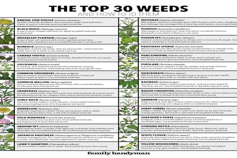 30 Types of Weeds and How to ID Them