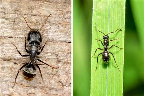 Carpenter Ants vs. Black Ants: What’s the Difference?