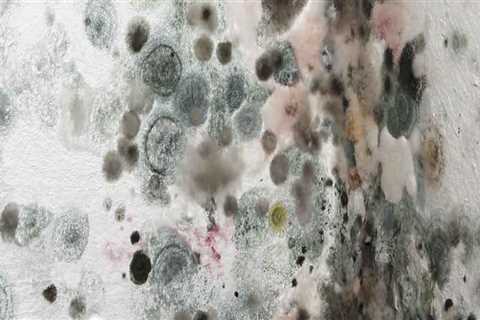 Can you fumigate a house for mold?