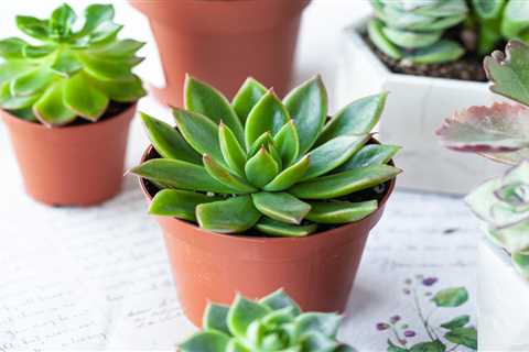 Guide To Growing Succulents