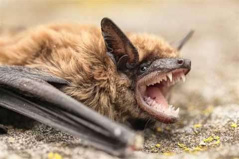 Do Bats Carry Rabies?