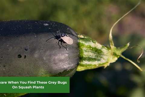 Be Aware When You Find These Grey Bugs On Squash Plants