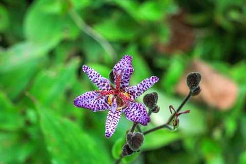 Toad Lily: How To Grow This Gorgeous Fall Flower