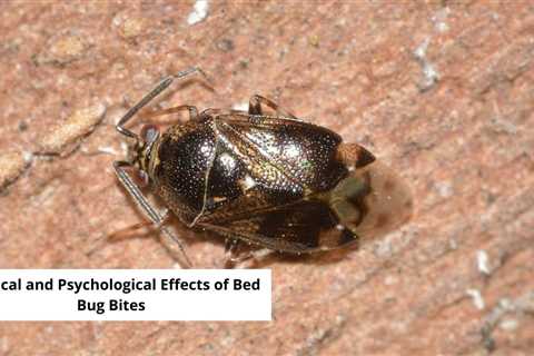 Physical and Psychological Effects of Bed Bug Bites