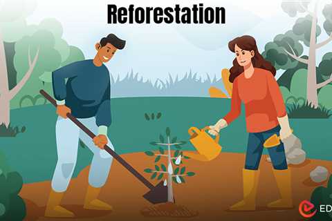 Reforestation